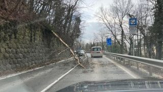 Banka spadnuty strom