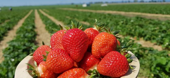 Jahody Plantex plantáž