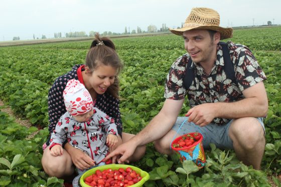 rodina zbiera jahody