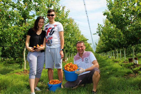 Samozber marhúľ si užívajú celé rodiny