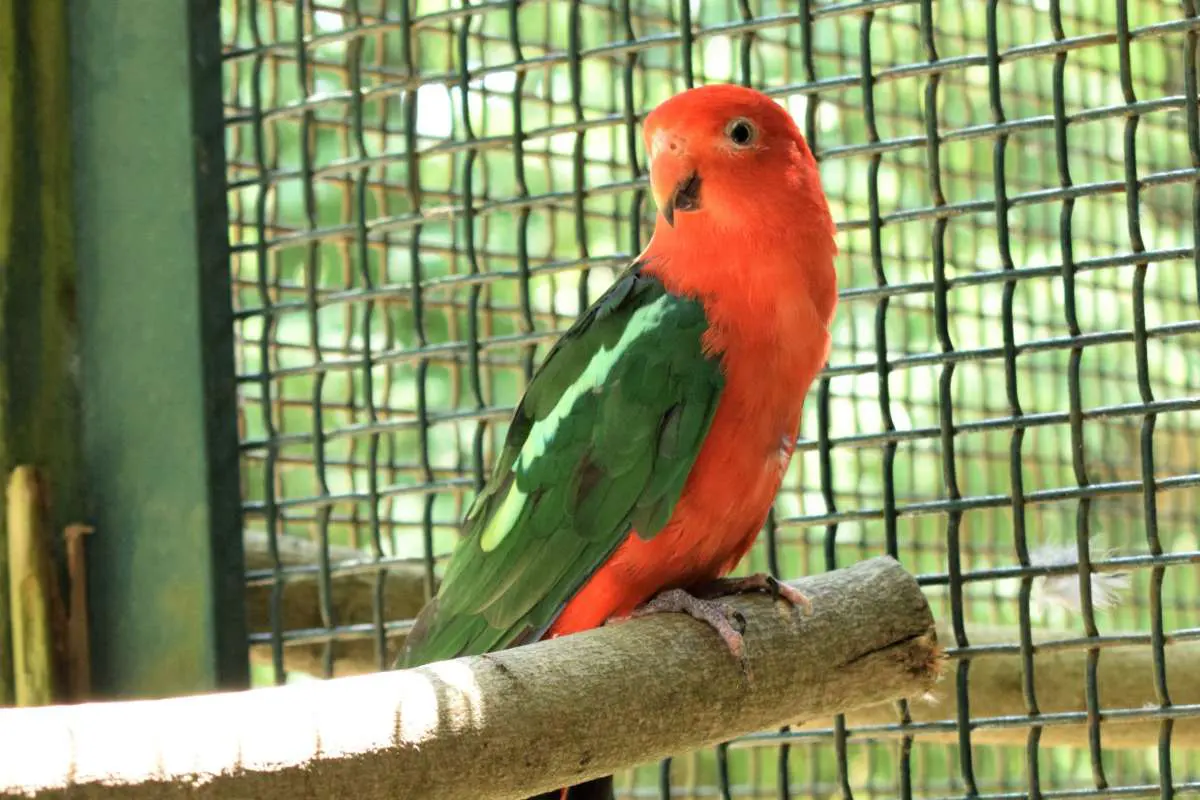 Papagáj kráľovský