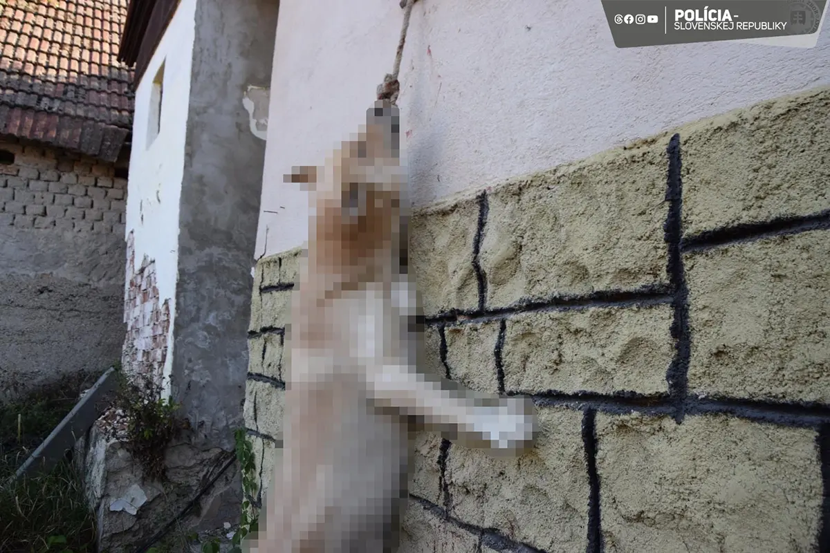 Pes sa udusil na lane