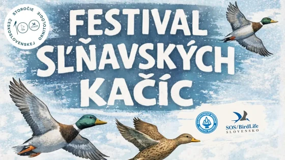 Festival sĺňavských kačíc